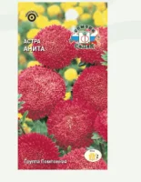 цветок Астра Анита (помпонная  густо-красная) (Евро, 0,2)  - фото