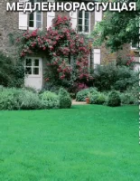 газон Травосмесь медленно растущий 25гр. (Евро, 25)  - фото
