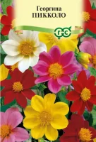 Георгина Пикколо, смесь 0,3 г DH  - фото