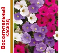 Петуния Восхитительный каскад, смесь, пробирка 10 шт. серия 1+1 DH  - фото