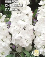 цветок Левкой Снежная лавина ( маттиола, белый) (Евро, 0,1)  - фото