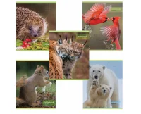 Тетрадь А5 48л. HATBER скоба, офсет №2 ЭКОНОМ, кл, обложка мелов. бум, Дикий мир, 48Т5D1 404484 (32)  - фото