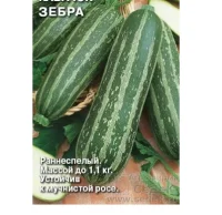 Кабачок Зебра (Евро, 2)  - фото