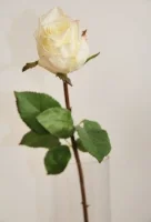 Цветок искусственный декоративный "Роза" 52*13см, 1шт, белый  - фото