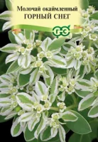 цветок Молочай Горный снег (окаймленный) (Евро, 0,3)  - фото