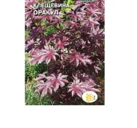 цветок Клещевина Оракул (обыкновенная, темно-бордовый лист) (Евро, 1)  - фото