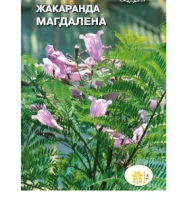 цветок Жакаранда Магдалена (мимозолистная) (Евро, 0,1)  - фото