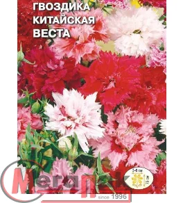 цветок Гвоздика Веста (вид китайская, смесь цветов) (Евро, 0,25)  - фото