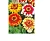 цветок Цинния Канди страйп (хризантемовидная, смесь цветов со штрихами) (Евро, 0,5)  - фото