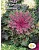 цветок Капуста Канкан (декоративная, смесь разл.сортов) (Евро, 0,1)  - фото