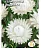 цветок Гелихризум Льдинка (белый) (Евро, 0,2)  - фото