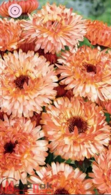 Календула Тач оф Ред 0,5 гр.  - фото