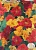 цветок Настурция Помпадур ( вьющаяся,махровая,смесь цветов) (Евро, 1)  - фото