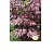 цветок Клещевина Оракул (обыкновенная, темно-бордовый лист) (Евро, 1)  - фото